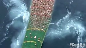 见过海上捕鱼，没见过这样捕鱼，场面太壮观了