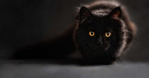 Comment comprendre le comportement d'un chat ?