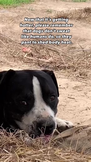 149K views · 2K reactions | Did you know that dogs can sustain brain damage or even die from heatstroke in just minutes?  It’s more important than ever to keep dogs indoors all the time, especially on these hot summer days ☀️ https://peta.vg/3wo8 | PETA (People for the Ethical Treatment of Animals) | Facebook