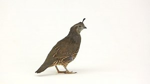 Female Quails On White Background Studio Stock Footage Video (100% Royalty-free) 12682205 | Shutterstock
