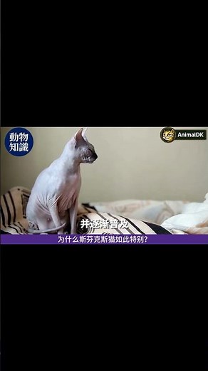 Unveiling the secrets of the Sphynx cat: 5 surprising facts! #SphynxCat #PetFacts #CutePets #CatL...