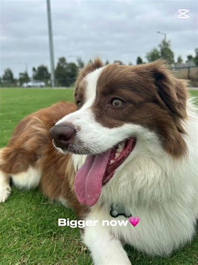 Our little Kiki ❤️🐶💯 #puppy #familymoments #kiki #bordercollie #cutedog