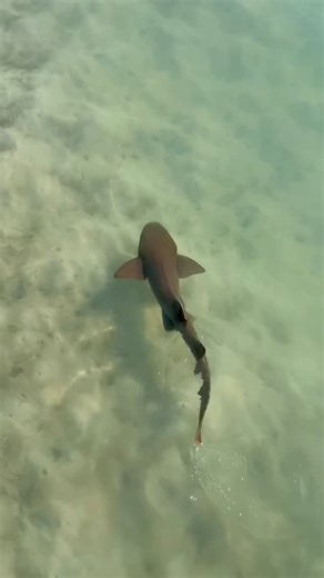 Sea Base High Adventure - Scouting America on Instagram: "Just one of the amazing sea creatures you could see on your adventure at Sea Base! What was your favorite animal that you saw? #Seabase #Adventure #Scouting #Shark #FloridaSeaBase"