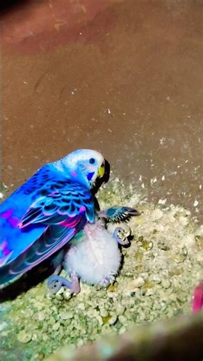 parrot video exotic birdchannel India Aligarh#birds #birdsavairy ##subscribe #parrot #exoticbird