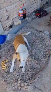 💔 ONS HET HULP NODIG 💔 Ek is vandag gekontak oor ’n blanke oom wat nie veel het nie, maar wat sy hond Max het — en Max is sy hele lewe. 🐾 Max is ’n 4-jarige hondjie wat verlam is aan sy agterlyfie, en niemand weet hoekom nie. Die oom is haweloos, maar hy bly al ’n geruime tyd in mense se garage in Despatch. Hy was nog nie een dag sonder Max nie. Ek weet eerlikwaar nie hoe mens verby so iets kyk nie... Ek het belowe ek sal Despatch toe ry om Max na my veearts te neem vir hulp. Die oom wil bitt