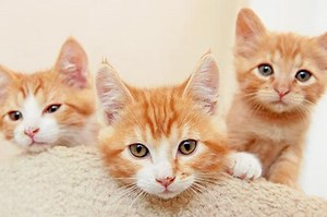 5 Difference Between Kitten and Cat with Table - Animal Differences