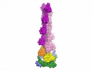 Mechanism and Function of Formins in the Control of Actin Assembly: Supplemental Video