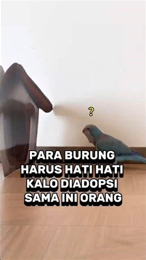 Pemilik Burung Paling Absurd!#pintar #kocak #cerita
