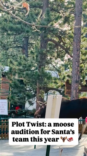 Plot twist: one of Santa’s reindeer upgraded to moose-mode today 🛷🫎 the moose was safely escorted out of the park before opening to consult with the reindeer flight team | Santa's Workshop North Pole, Colorado