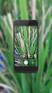 71 shares · 31 comments | ਆਪਣੀ ਖੇਤੀ ਨੂੰ ਜ਼ਿਆਦਾ ਲਾਭਦਾਇਕ ਬਣਾਓ। ਹਰੇਕ ਮੌਸਮ ਵਿੱਚ ਅਧਿਕਤਮ ਲਾਭ ਪ੍ਰਾਪਤ ਕਰੋ। ਹੁਣ ਪਲਾਂਟਿਕਸ ਡਾਉਨਲੋਡ ਕਰੋ। | Plantix | Facebook