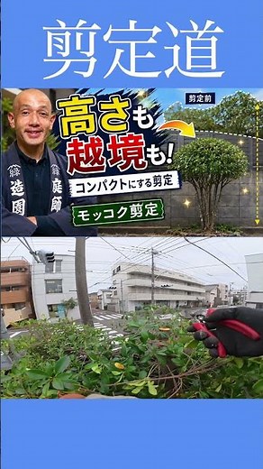 Pruning Japanese Cleyera: How to Reduce Height and Overgrowth #GardenTreeManagement #CutBack #Pru...