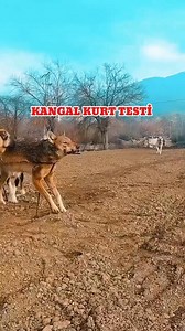 1.5M views · 6K reactions | Kangal kurt testi #kurt #kangal | Demir Çene | Facebook