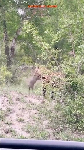 JAGUAR HUNTED WILD BOAR