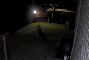 A mountain lion was seen on security footage walking around a Texas backyard