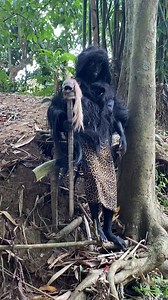 Suku mante saat siang hari | Alex Sumatra