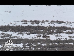 85K views · 3.8K reactions | "Meet and Greet" A few of the Junction Butte Wolves meet and greet each other this morning in the Lamar Valley... | Team 399 | Facebook