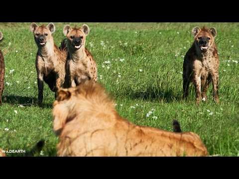 Clash of the predators - SafariLIVE Sunrise - 18 March 2026