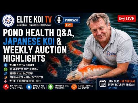 Elite Koi LIVE Replay | Japanese Koi Tips, Pond Filtration, Feeding & Expert Q&A 🐟🇯🇵