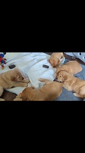 Giant golden rabbits enjoying carrots 🐰🥕 | SW Retrievers