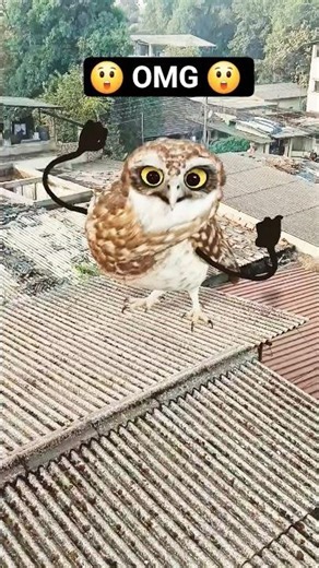 #viralshorts #viraltrending #shorts