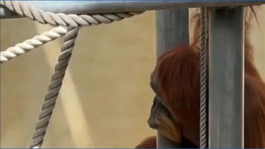 Perth Zoo gifts animals Easter baskets