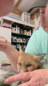 92K views · 8.3K reactions | Pushing life into a dying baby. 爛 | Wild Heart Ranch | Facebook