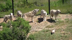 8.8K views · 614 reactions | First Wednesday: Howl Noon ⏰ The gray wolves always like to join along with the test of the emergency siren on the first Wednesday of each month. In the wild, howling keeps wolf packmates in contact with each other. Each wolf's howl is unique so wolves can identify each other over large distances  | Oakland Zoo | Facebook
