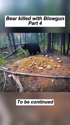 Bear killed with Blowgun - Part 4 | bears