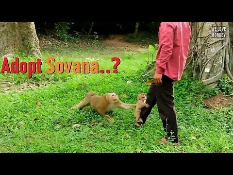 Abandoned Baby Monkey Sovana Crying Not Follow Bonita to Adopt, Bonita Want to Adopt Sovana to Troop