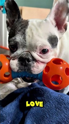 If You Hate Puppies, Kick Rocks 🐾😂 #puppy #frenchie #trendingaudio