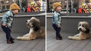 1M views · 2.4K reactions | This 14-month-old toddler has his first encounter with a dog, and his reaction is more than adorable! Check out the fantastic video! | Rumble | Facebook