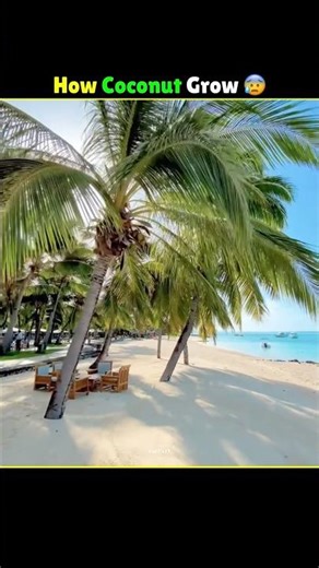 How Coconut Trees get Grow In Coastal Area 😰 #facts #shorts