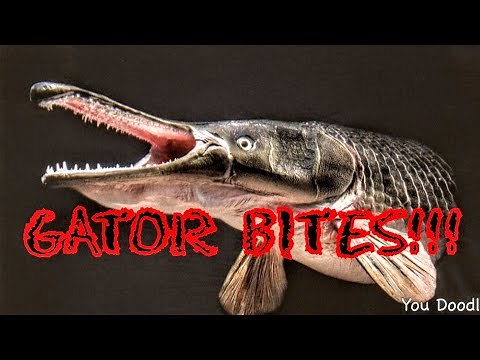 The TRUTH about Gar Fish. (How to clean & Cook Gar)