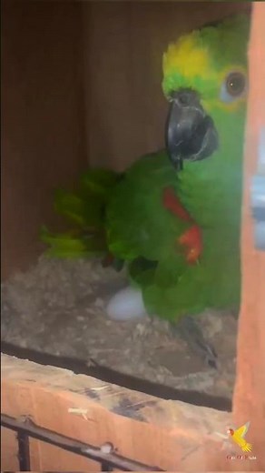 Blue Fronted Amazon Parrot Breeding at our Mini Avian Conservation & Breeding Facility 🇮🇳 #amazon