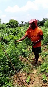 146K views · 1.9K reactions | Snake Gourd Harvesting: Hi Frieds,...