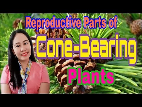 Reproductive Parts of Cone-Bearing Plants