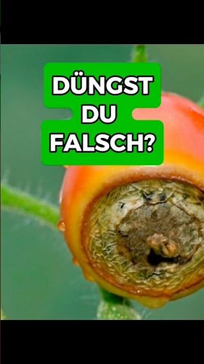 The Biggest Mistake When Fertilizing Tomatoes