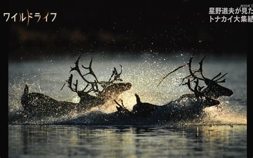 [日字]ＷＩＬＤ ＬＩＦＥ「アラスカ悠久の自然 星野道夫が見たトナカイ大集結」20221205