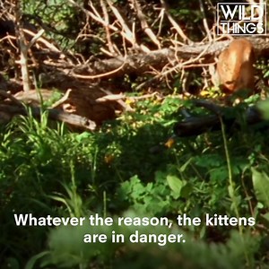Life can be tough for a Mountain Lion kitten, luckily mum's got their back. | Real Wild