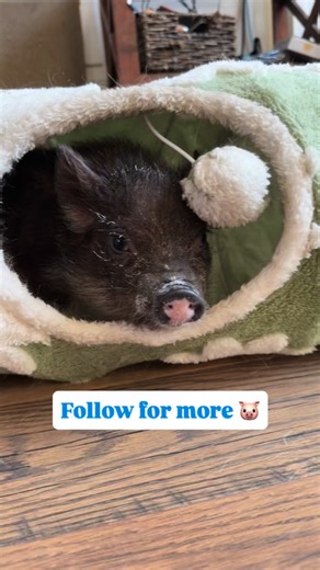 🧠 Smarter than dogs. As curious as toddlers. Still think pigs aren’t intelligent? How smart are pigs? 🐷 The answer surprises most people. Pigs are among the most intelligent animals on the planet, often ranking alongside primates, dolphins, and elephants and yes, research shows they can be smarter than dogs. They can solve complex problems, play games, use mirrors, remember locations, and even show empathy toward others. Their social and emotional intelligence is often compared to that of huma