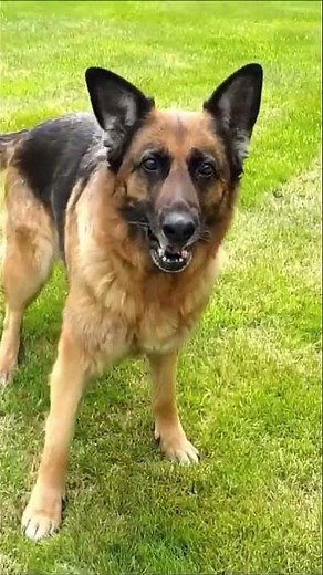 Chien qui aboie VRAIMENT très FORT dans le Jardin
