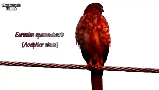 Experience the Wild Beauty of the Eurasian Sparrowhawk