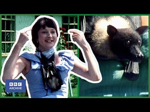 1978: The PALAEONTOLOGIST and BALLS, the FRUIT BAT | That's Life! | Funny Animals | BBC Archive