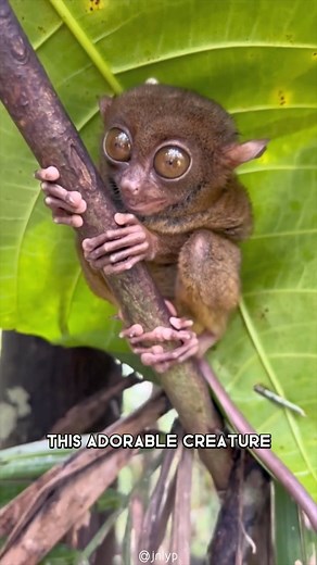 Tarsier 🐒 One Of The Cutest And Rarest Animals In The World #tarsier #tarsiers #rareanimals #cuteanimal #cuteanimals #primate #primates #exoticanimal #exoticanimals #wildanimal | 1 Minute Animals