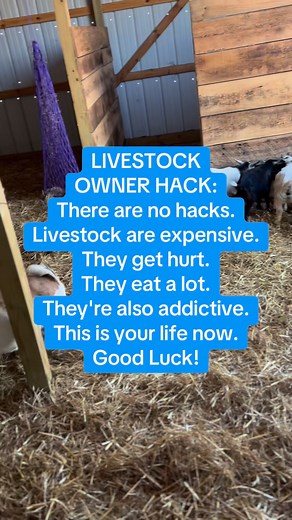 No hacks or cheat codes. They are what they are and were just hanging out in their world. #livestock #farmtok #agriculture #farmlife | Bridgett Gardner Poteet
