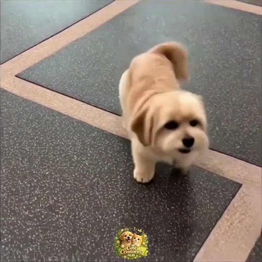 "My fluffy Shih Apso stealing the spotlight again 🐾 #puppy 😍