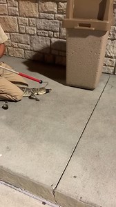 This past Friday night, our Aransas Pass Whataburger had a little visitor wanting a late night BOB! Our officers assisted Texas Parks and Wildlife late Friday evening with an alligator near the entrance. I guess it goes to show, Whataburger really is the choice of late night snacks for just about everyone, human and animal! *TPWD did trap and relocate the gator* #AransasPassPD #Whataburger #Latenightthnack #Toughlittlebuggerhuh #TexasParksandWildlife #TPWD #HesaidNOONIONS #Toastthebunstoo #Allig