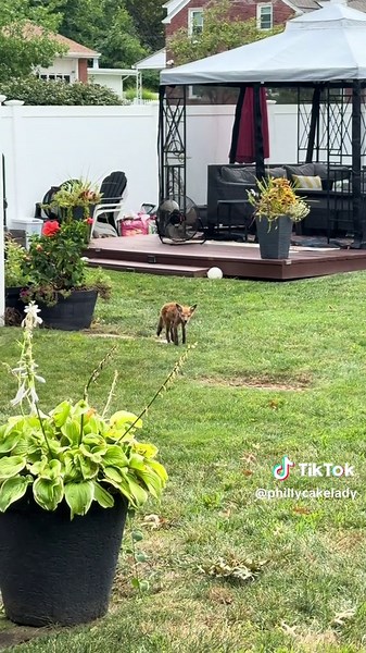 The wildlife in my backyard is out of control! #philly #animals #backyard