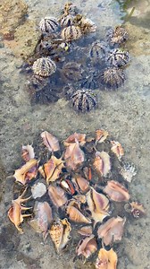 144K views · 2K reactions | Sea urchins and spider shell  | Aicel Espinosa | Facebook