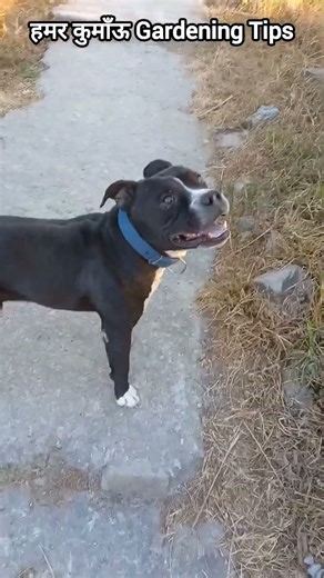 Dog fighting|| Dangerous dog in the world #pitbull #AmericanBully #hamarkumaungt #youtubeshorts